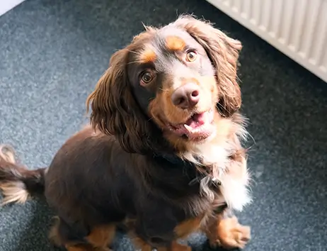 Winston Wellbeing Dog