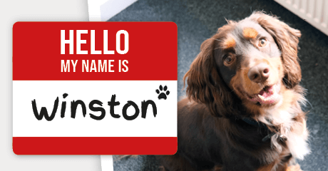 Winston’s Wagging for Wellbeing